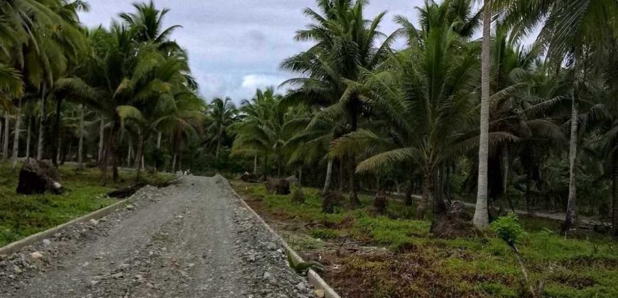 Barangay Calabuanan, Baler Aurora | 12 Hectares Lot for Sale